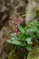 Dendrobium kingianum