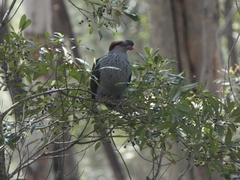 Lopholaimus antarcticus