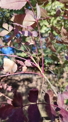 Fraxinus angustifolia