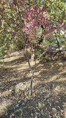 Fraxinus angustifolia