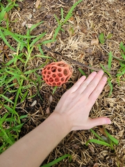 Clathrus crispus