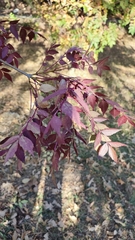Fraxinus angustifolia