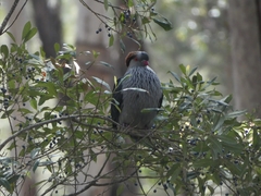 Lopholaimus antarcticus