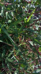 Ludwigia perennis