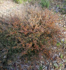 Pultenaea microphylla