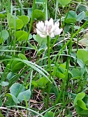 Trifolium repens