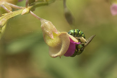 Pithitis