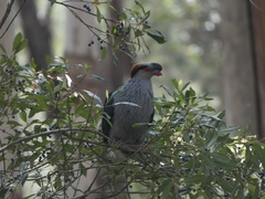 Lopholaimus antarcticus