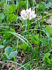 Trifolium repens