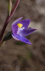 Thelymitra peniculata