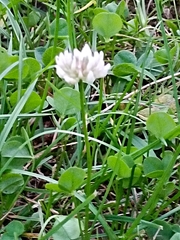 Trifolium repens