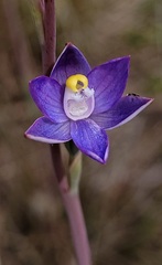Thelymitra peniculata