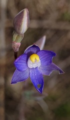 Thelymitra peniculata