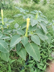 Datura innoxia