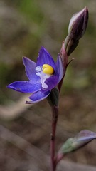 Thelymitra peniculata