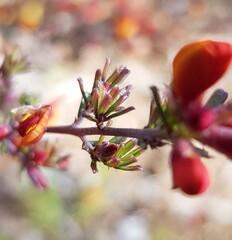 Pultenaea microphylla