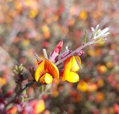 Pultenaea microphylla