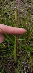 Thelymitra peniculata