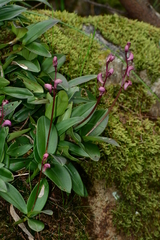 Dendrobium kingianum