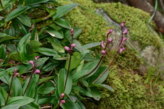 Dendrobium kingianum