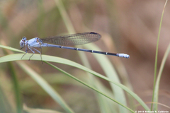 Argia moesta