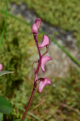 Dendrobium kingianum