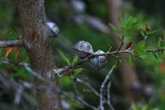 Leptospermum polygalifolium