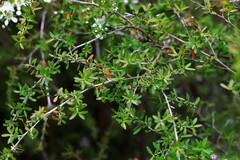Leptospermum polygalifolium