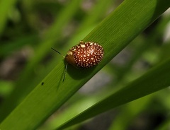 Paropsis ornata