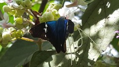 Astraptes