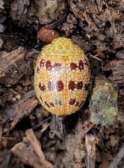 Paropsis obsoleta