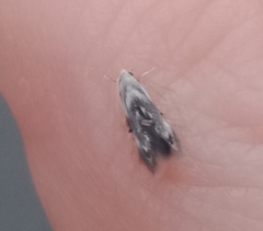 Thylacosceles radians