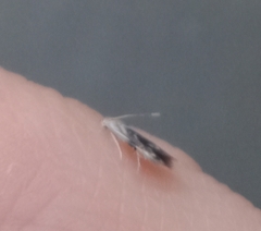 Thylacosceles radians