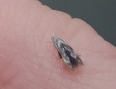 Thylacosceles radians