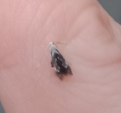 Thylacosceles radians