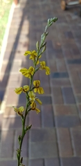 Melilotus officinalis