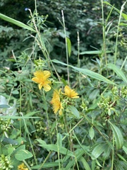 Hypericum