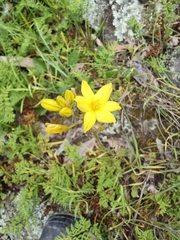 Bulbine bulbosa