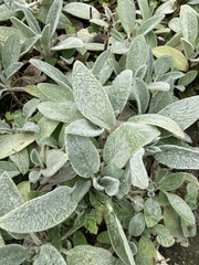 Stachys byzantina