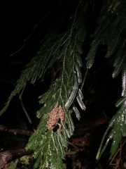 Pristimantis rubicundus