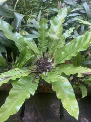 Asplenium