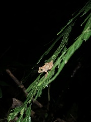 Pristimantis rubicundus