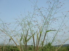 Panicum luzonense
