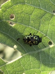 Zygogramma signatipennis