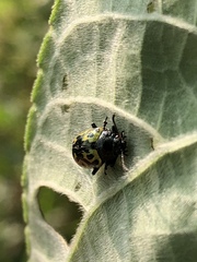 Zygogramma signatipennis