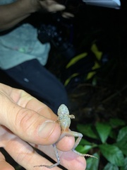 Pristimantis rubicundus