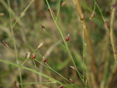 Panicum luzonense