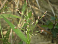 Panicum luzonense