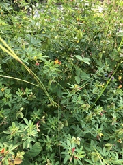 Crotalaria pumila