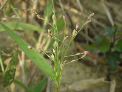 Panicum luzonense
